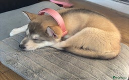 Siberian Husky dogs for sale: 9 Week Old Female Siberian Husky Puppy - Image 4