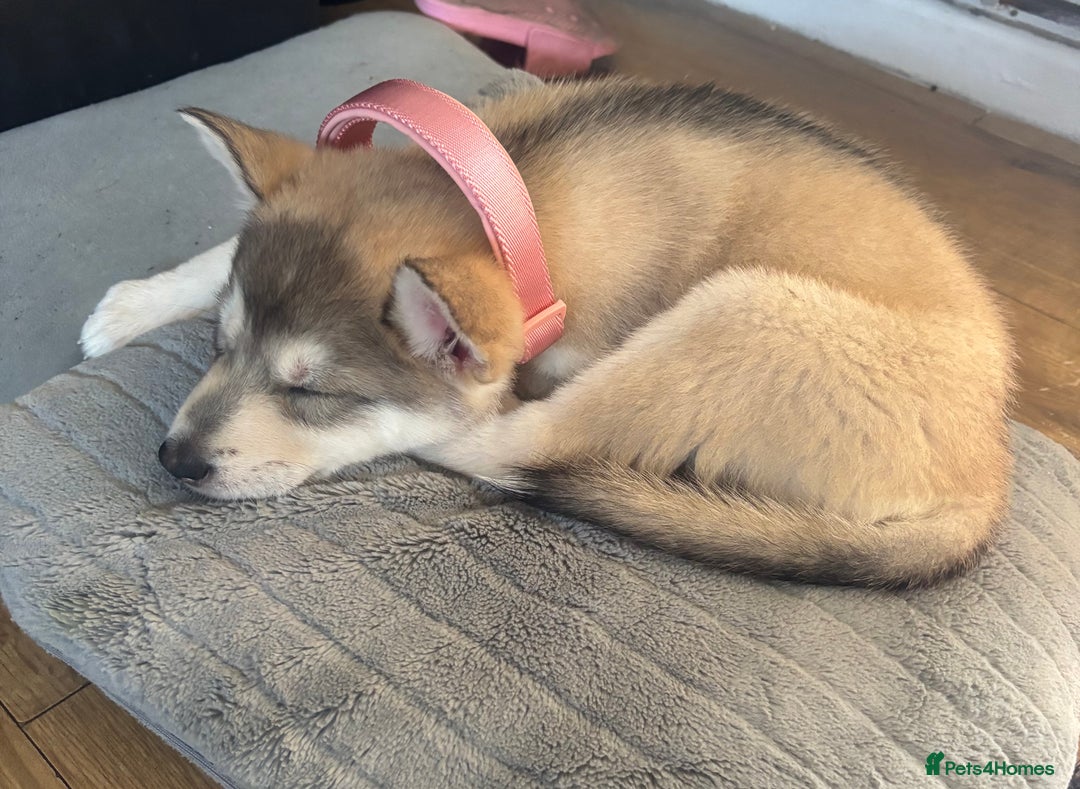 Siberian Husky dogs for sale: 9 Week Old Female Siberian Husky Puppy - Image 4
