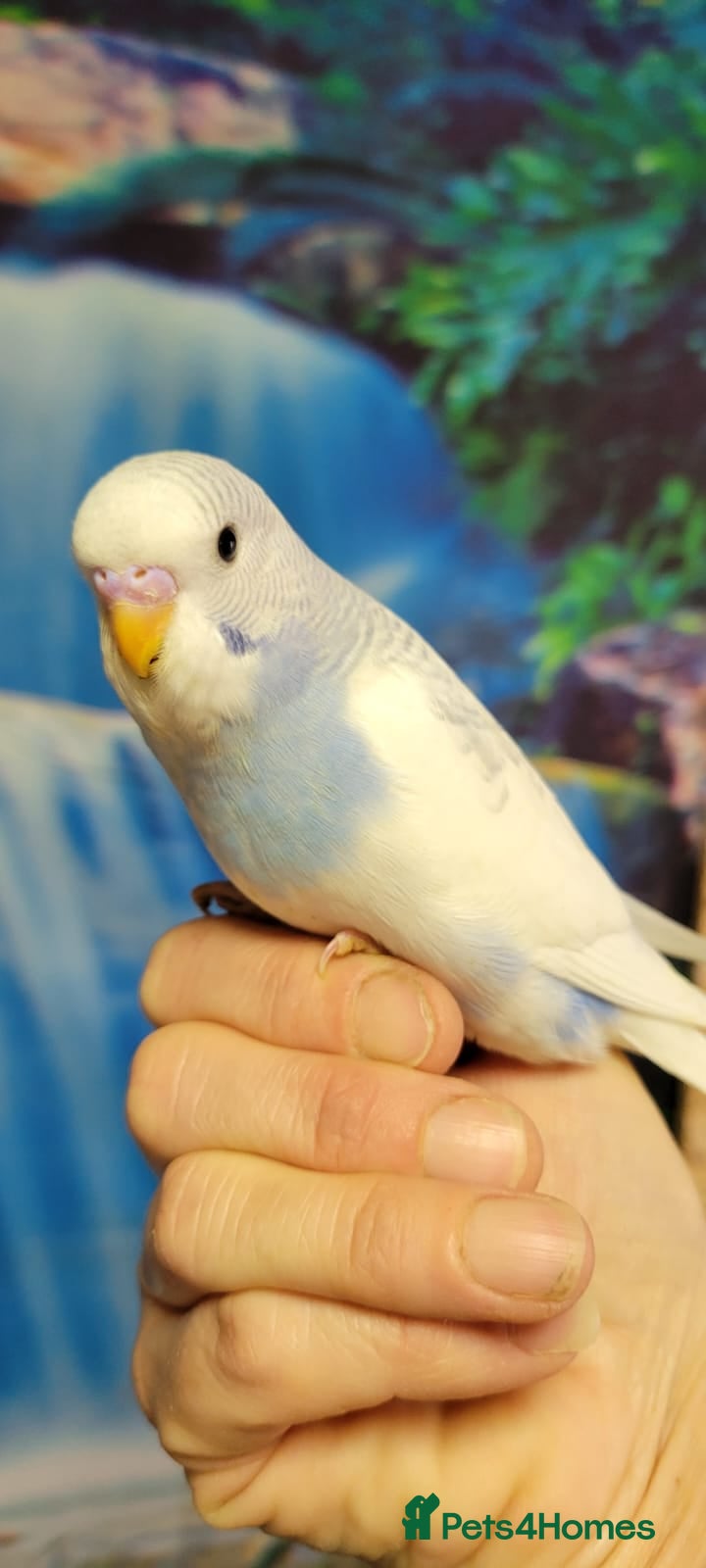 Budgerigars birds Baby Budgies for sale - Advert 2