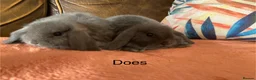 Mini Lop rabbits for sale: 4 gorgeous pure mini lops - Advert 4