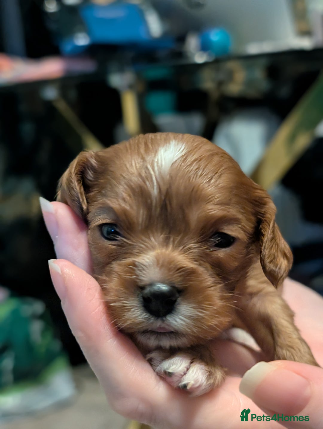 Cavalier King Charles Spaniel dogs for sale: Beautiful cavalier king Charles pups born 24/12 - Advert 18