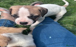 American Bulldog dogs for sale: Ready now Beautiful litter American bulldog puppy - Image 4