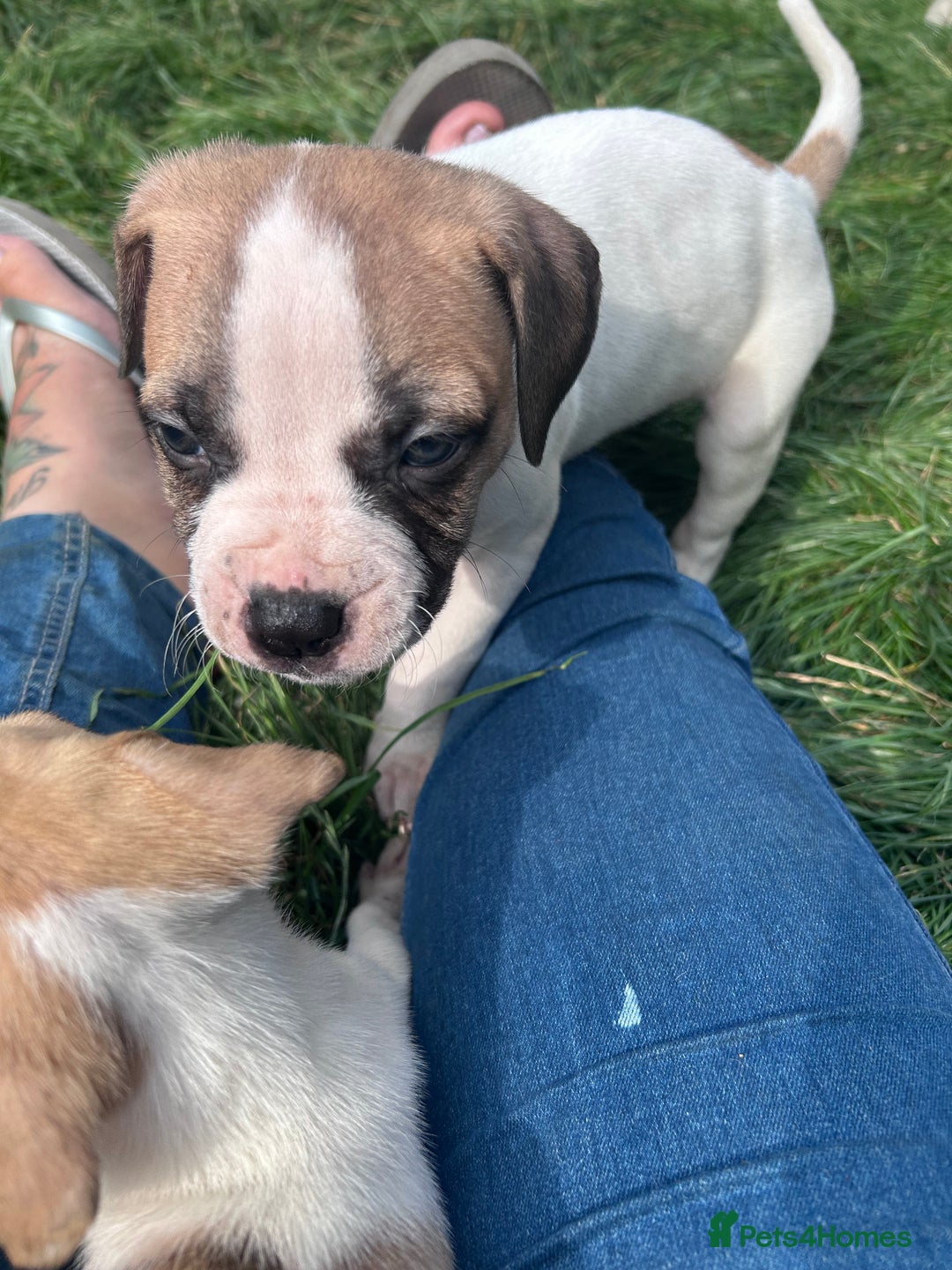 American Bulldog dogs for sale: Ready now Beautiful litter American bulldog puppy - Image 4