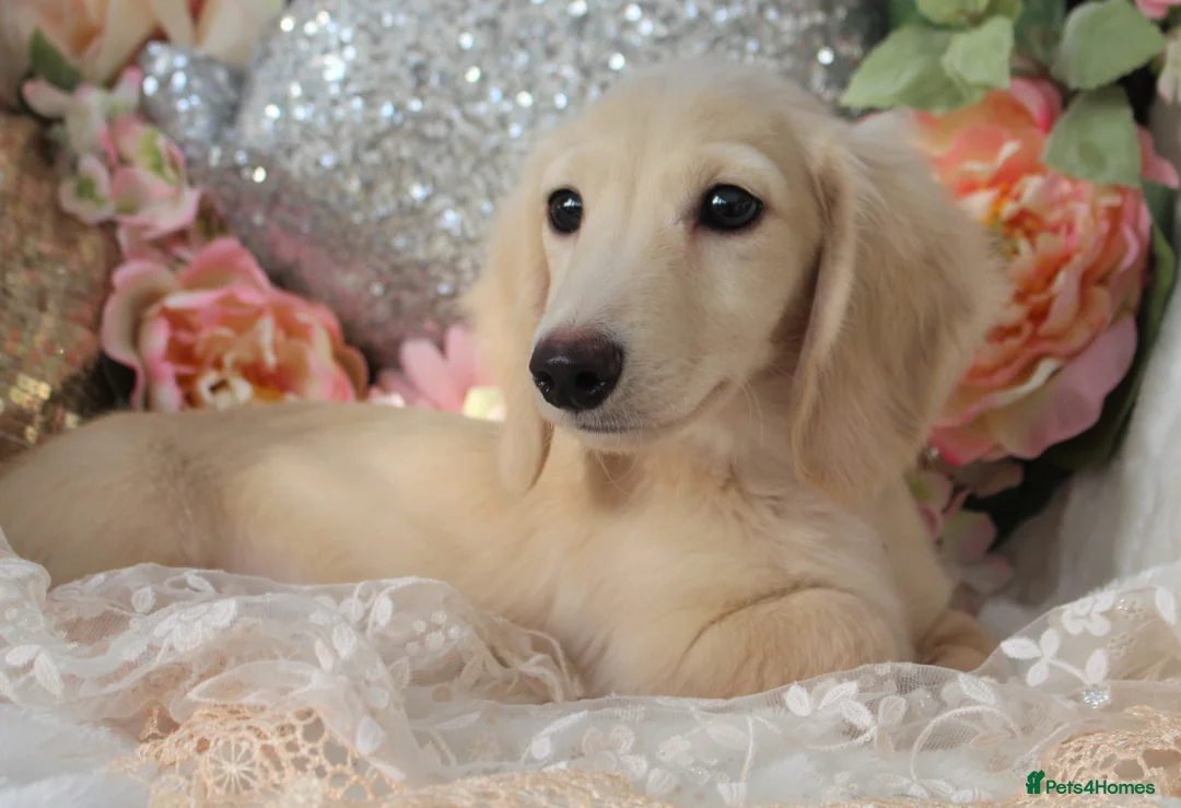 Miniature Dachshund dogs for stud: Falcor for Stud only in Wisbech - Advert 11