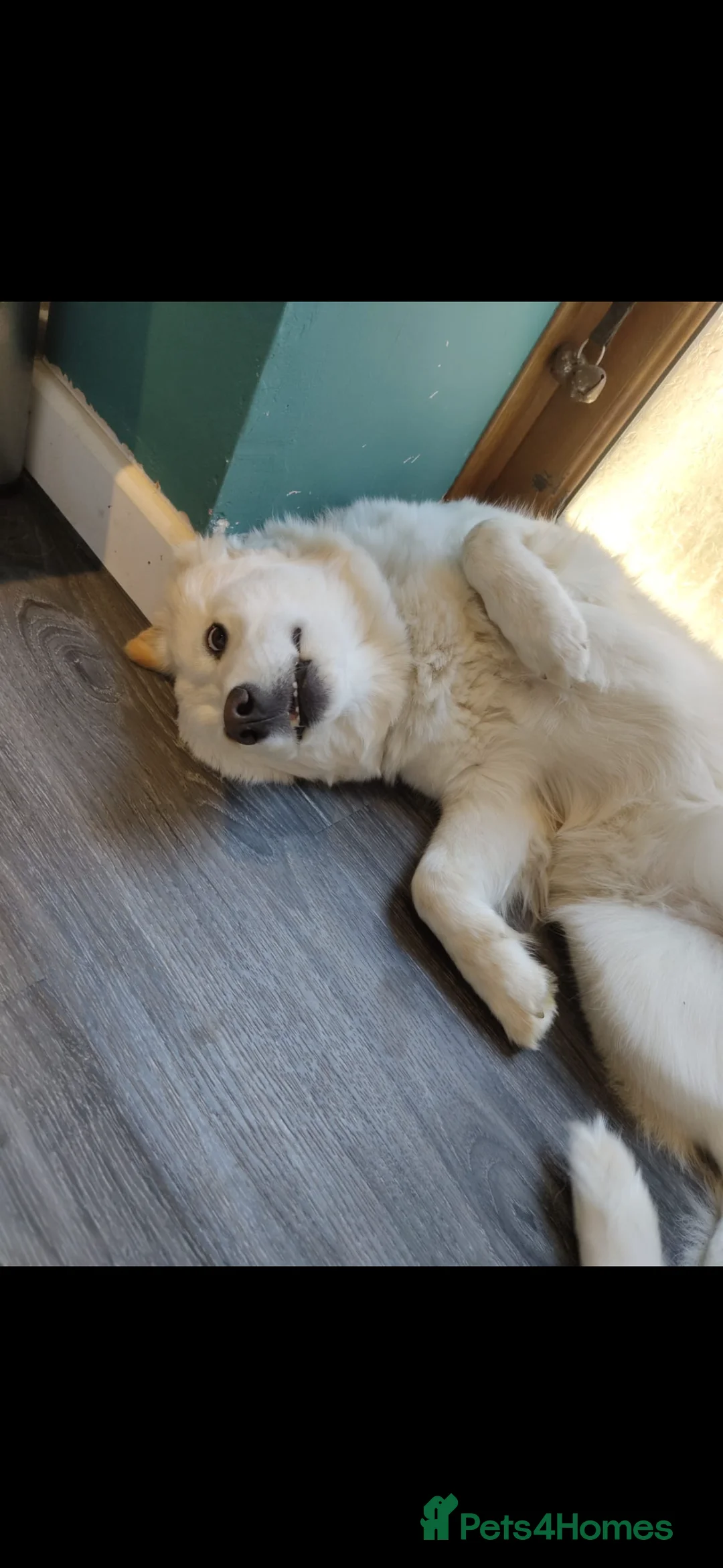 Mixed Breed dogs for sale: Golden Samoyed Girl - Advert 6