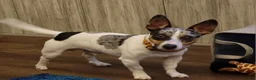 Jack Russell dogs for stud: Merle Jack russel Stud - Advert 2