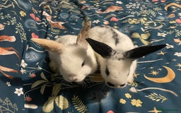 English Spot rabbits for sale: 2 Female English Spot x Lop Rabbits  - Image 1