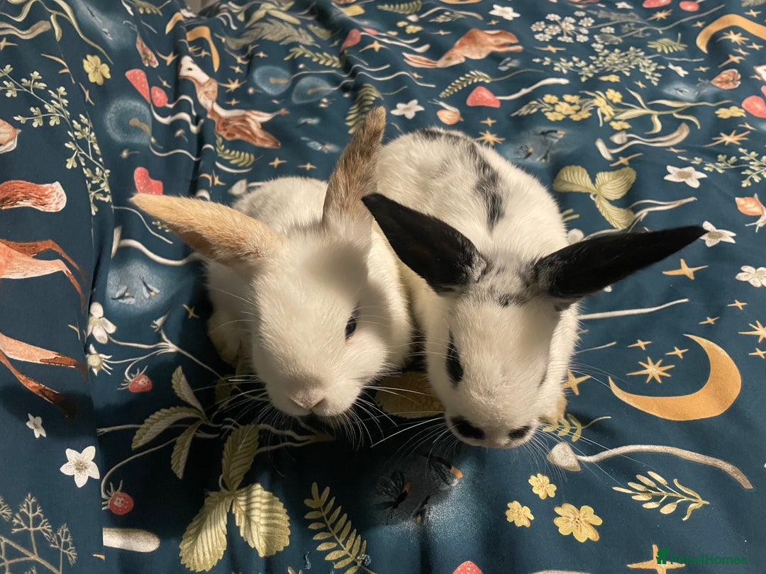 English Spot rabbits for sale: 2 Female English Spot x Lop Rabbits  - Image 1