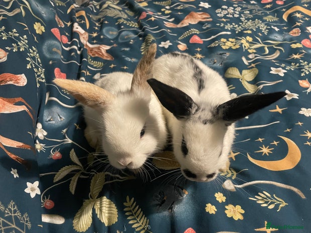 English Spot rabbits - Advert 1