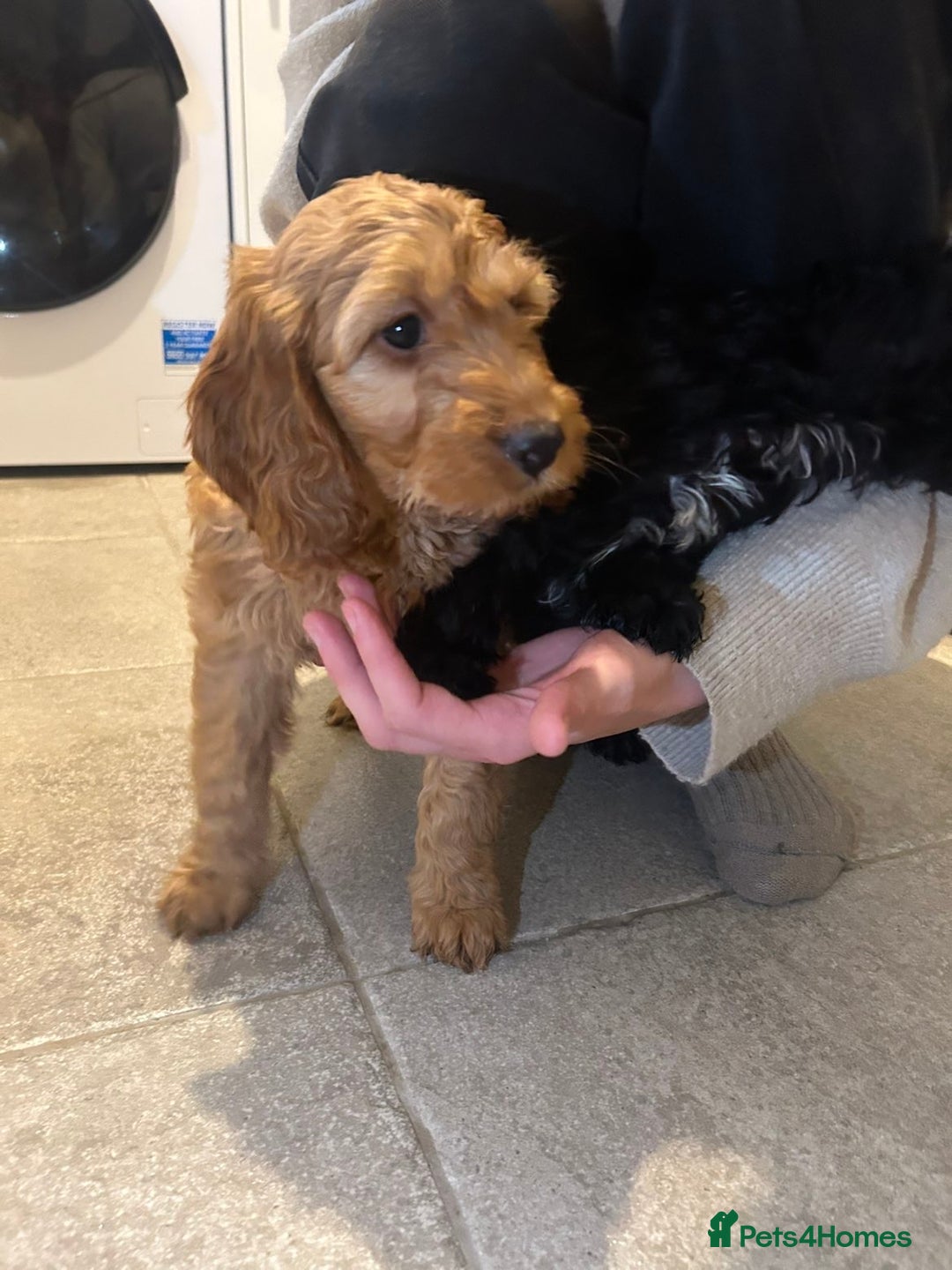 Cavapoo dogs for sale: Cavapoo puppies  - Advert 2