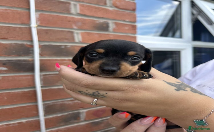 Miniature Dachshund dogs - Advert 3