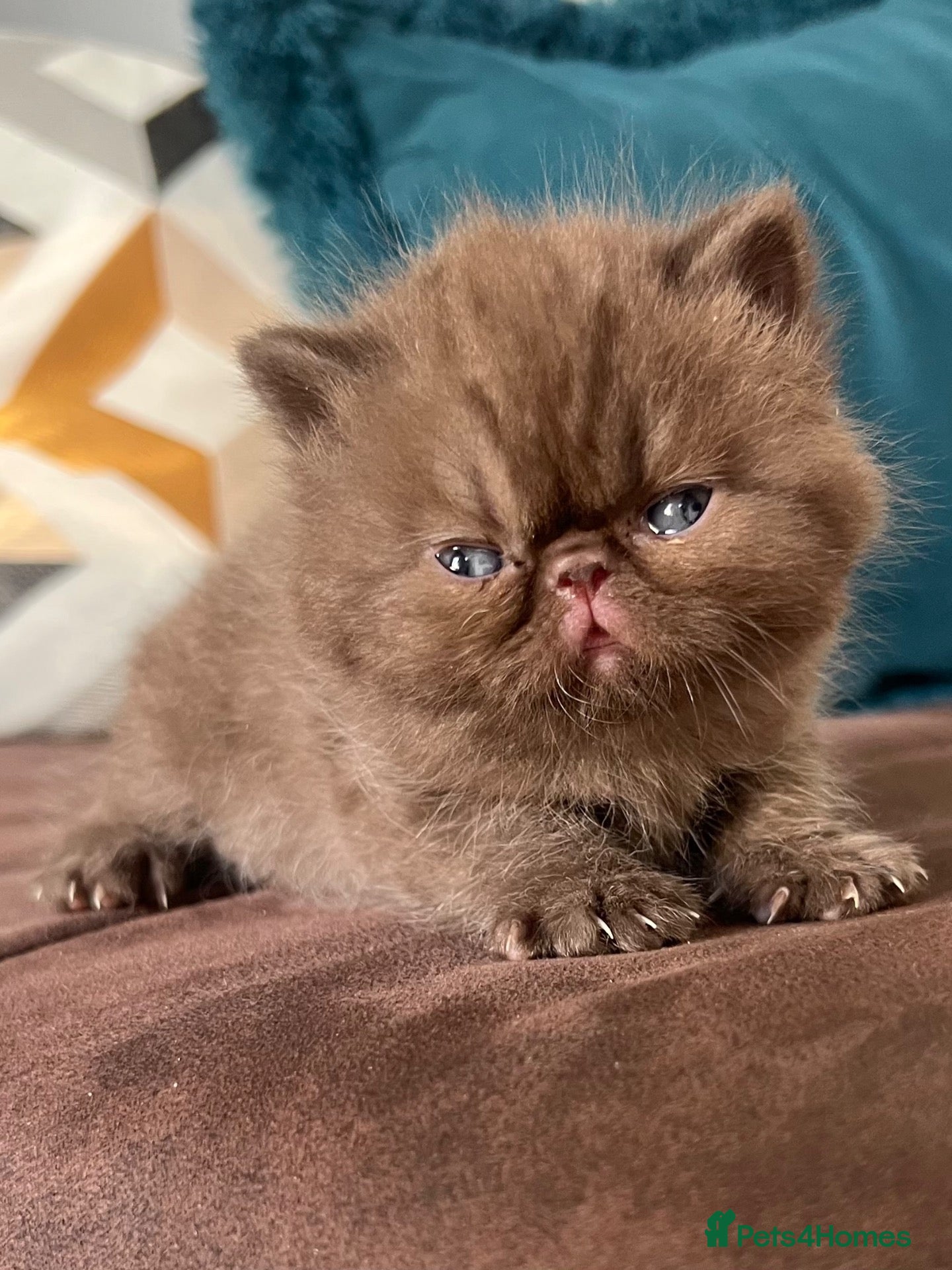 Exotic cats Exotic & Persian Chocolate & Black Kittens - Advert 1