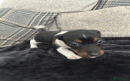 Jack Russell dogs for sale: Jack russel puppy’s  - Image 11