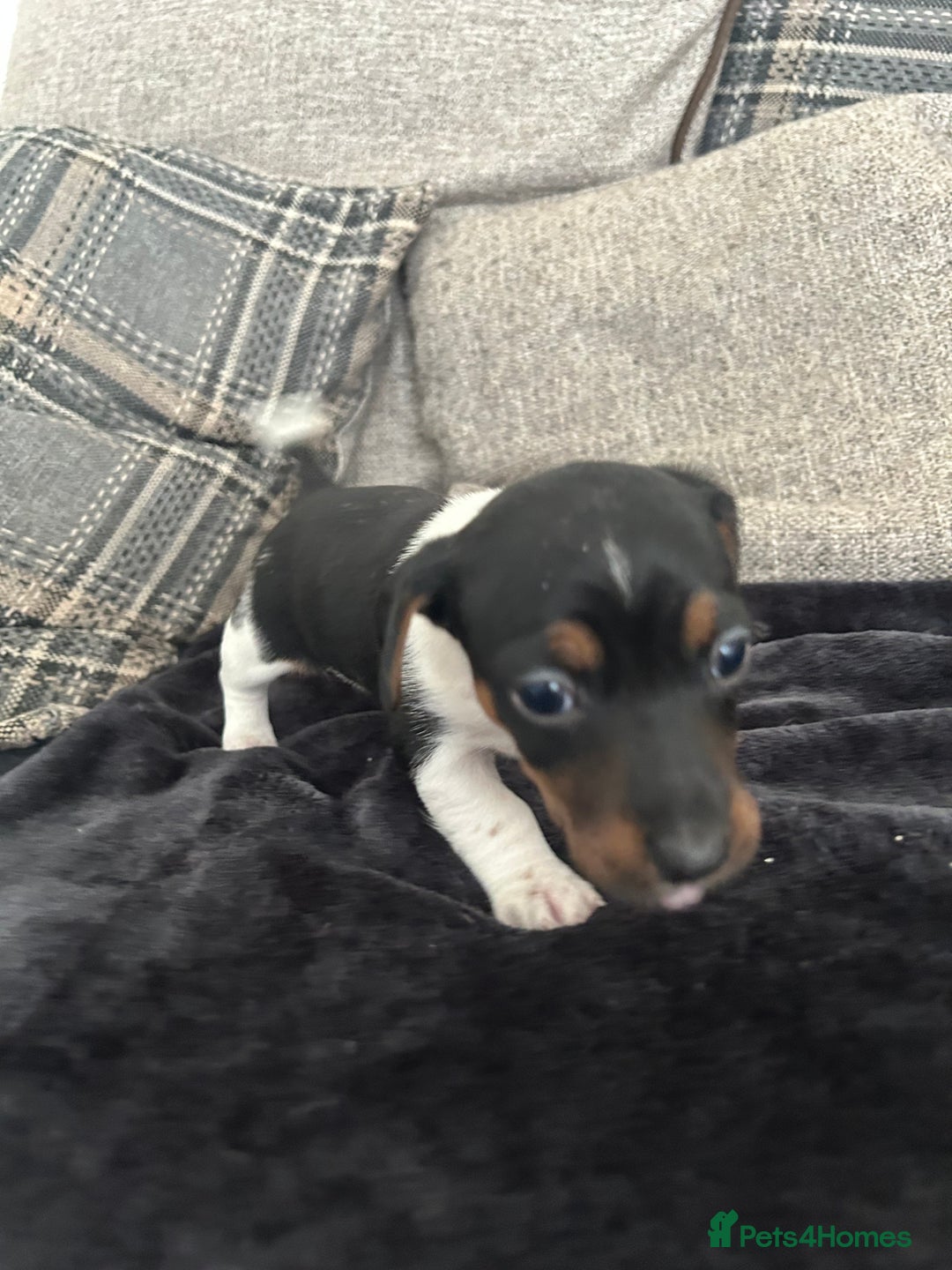 Jack Russell dogs for sale: Jack russel puppy’s  - Image 11
