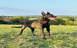 Belgian Shepherd Dog dogs for sale: Belgian Malinois / Dutch Herder  - Image 6
