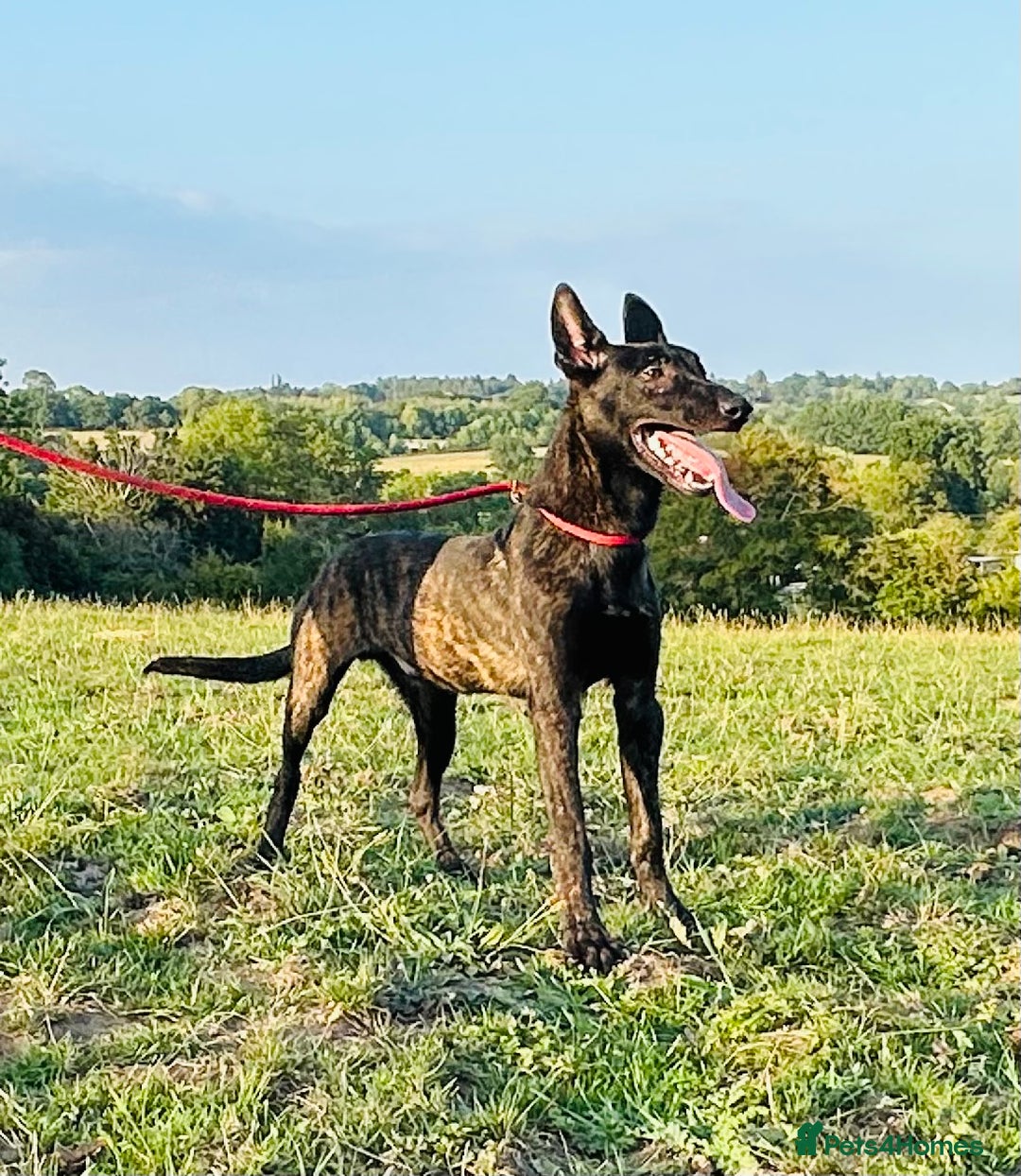 Belgian Shepherd Dog dogs for sale: Belgian Malinois / Dutch Herder  - Image 6
