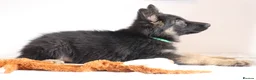 German Shepherd dogs for sale: German Shepherd - Advert 22