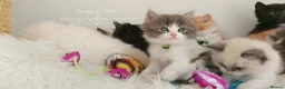 Ragdoll cats for sale: Beautiful cross Ragdoll/Persian😻😻😻 - Advert 9