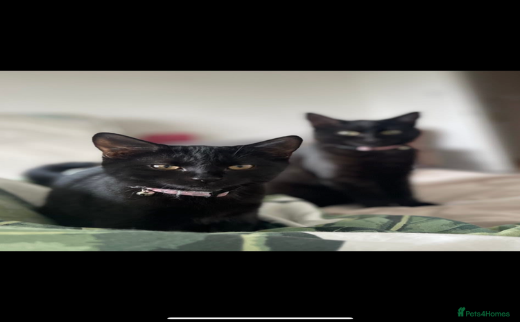 Domestic Shorthair cats - Advert 3