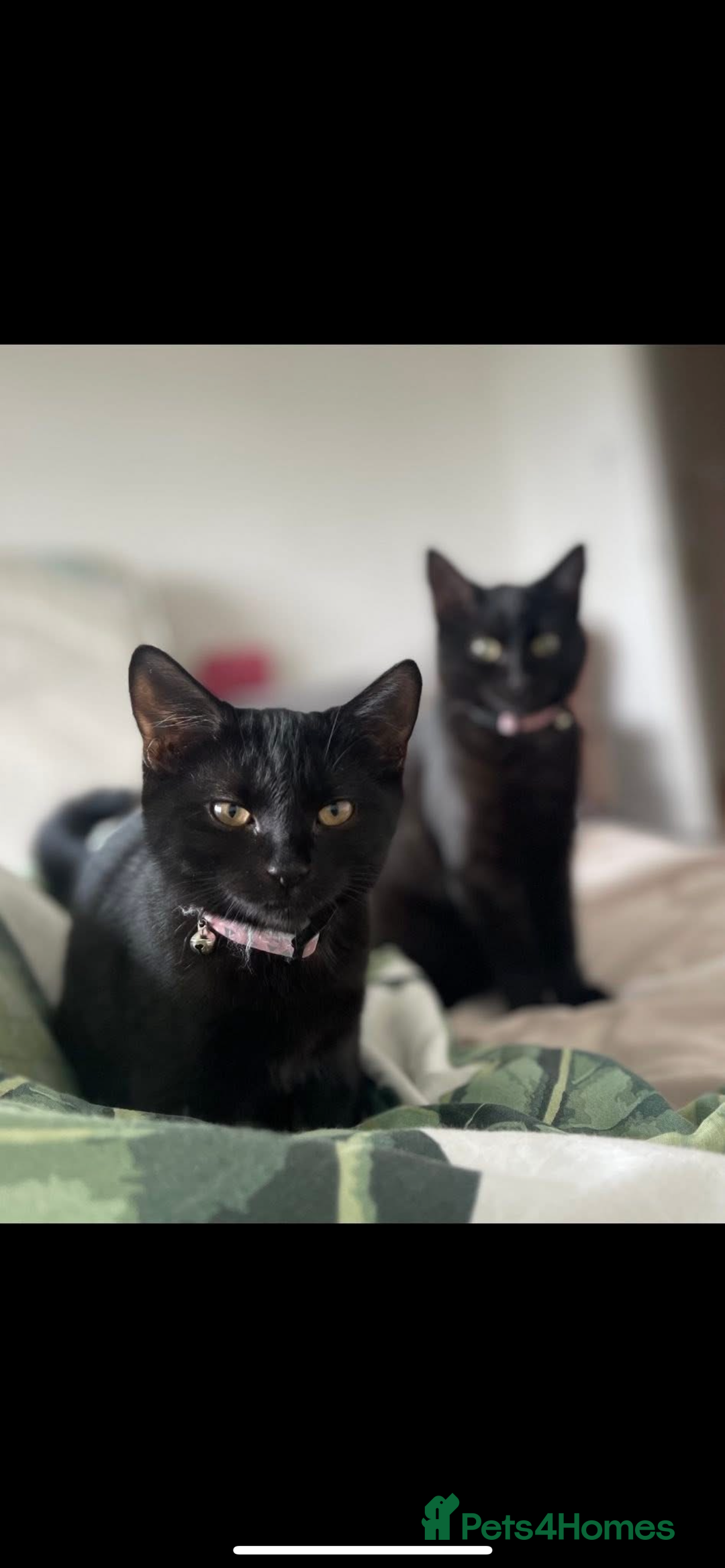 Domestic Shorthair cats for sale: Two Rescue Cats looking for forever home  - Image 1