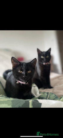 Domestic Shorthair cats - Advert 2