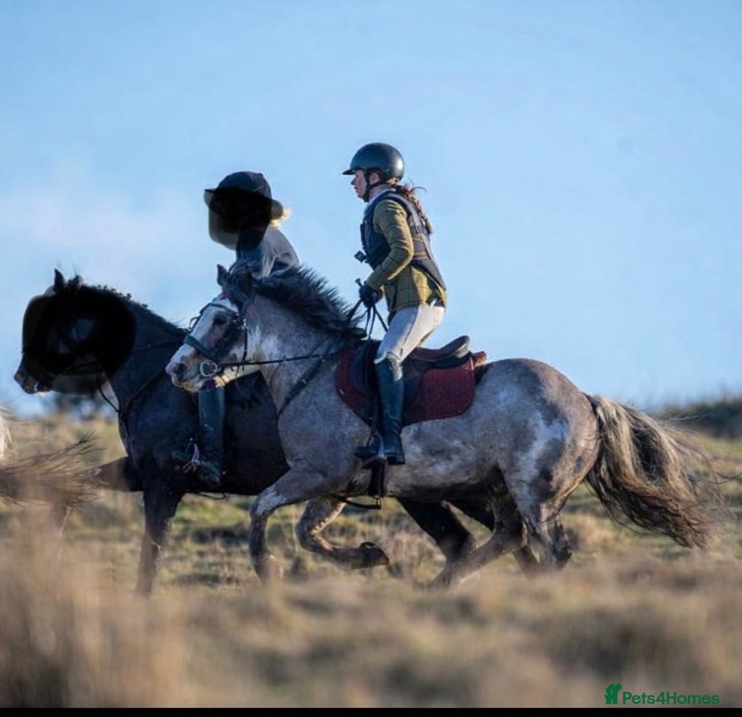Riding pony horses for sale: 13.3hh Blagdon super cob for sale  - Advert 5