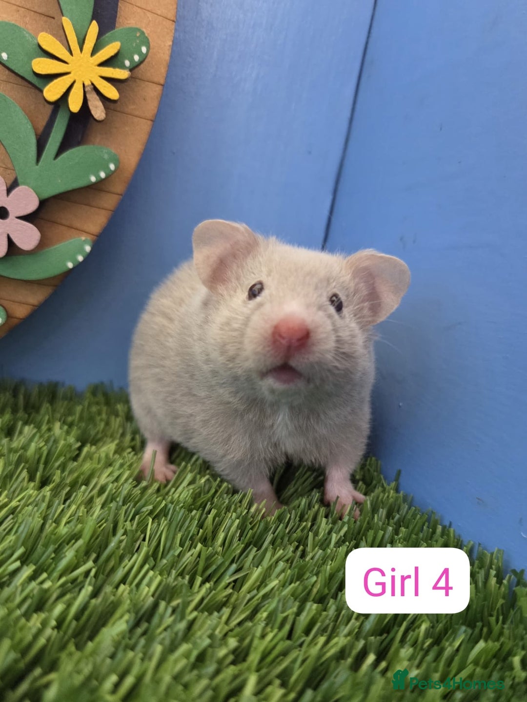 Hamster rodents for sale: Syrian Hamster Babies Pedigree Baby Male Female - Image 4