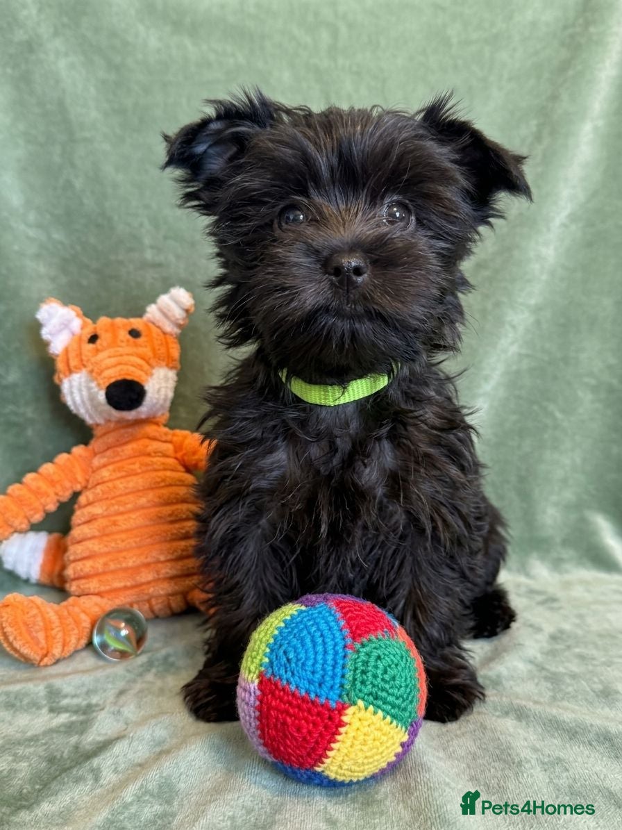 Yorkshire Terrier dogs Last girl with chocolate gen Yorkshire Terrier  - Advert 2