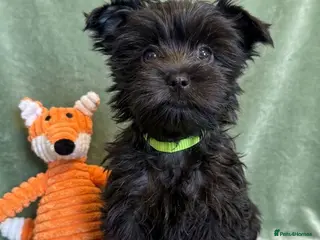 Yorkshire Terrier dogs Last girl with chocolate gen Yorkshire Terrier - Advert 2