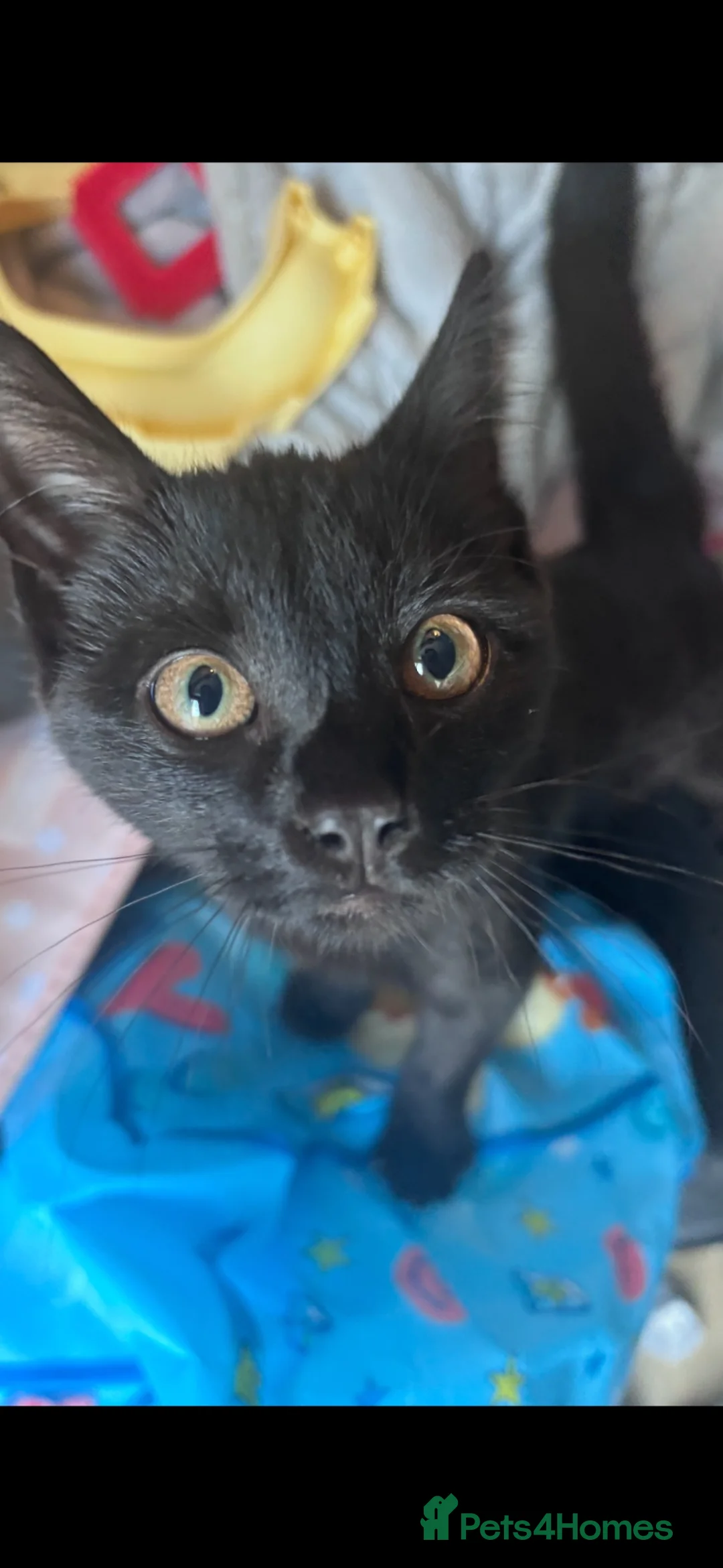 Mixed Breed cats for sale: Black kitten in Diss - Advert 1