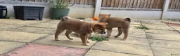 Japanese Shiba Inu dogs for sale: Japan Shiba Inu - Advert 15