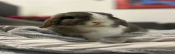 Mixed Breed rodents for sale: Bertie Boy in Mansfield - Advert 1