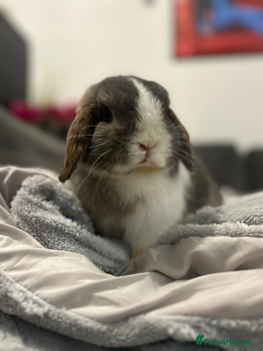 Mixed Breed rodents for sale: Bertie Boy in Mansfield - Advert 1