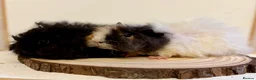 Guinea Pig rodents for sale: 4 pairs of boys and 2 pairs of girls  - Advert 20