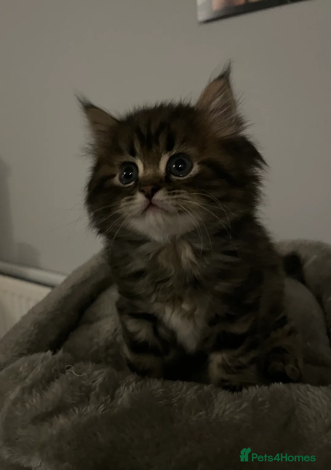 British Shorthair cats for sale: A beautiful kittens British shorthair  - Advert 34