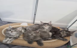 Maine Coon cats for sale: Purebred King Size Maine Coon kittens  - Image 12
