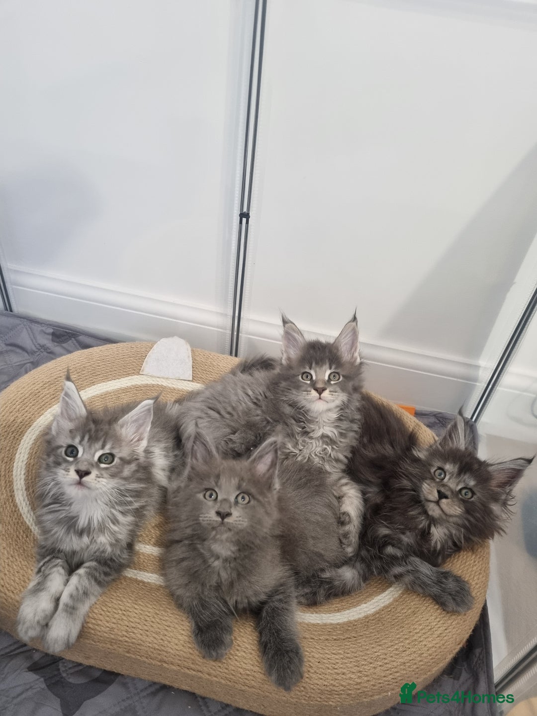 Maine Coon cats for sale: Purebred King Size Maine Coon kittens  - Image 12