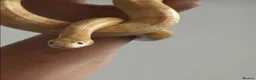 Corn Snake reptiles for sale: Two beautiful corn snakes for sale - Advert 2