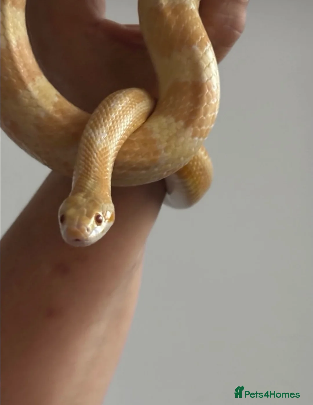 Corn Snake reptiles for sale: Two beautiful corn snakes for sale - Advert 2