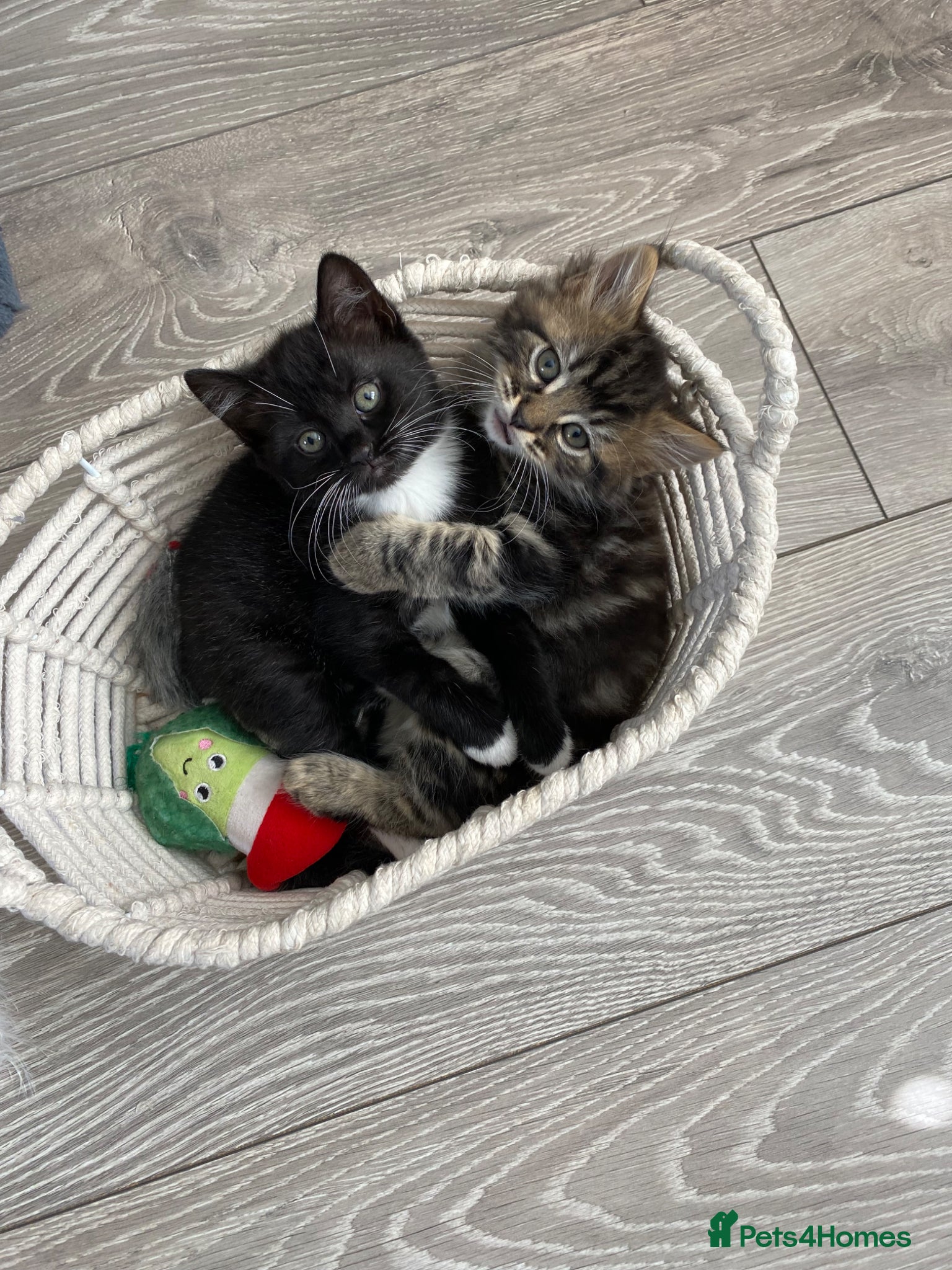 British Shorthair cats 4 stunning kittens - Advert 1