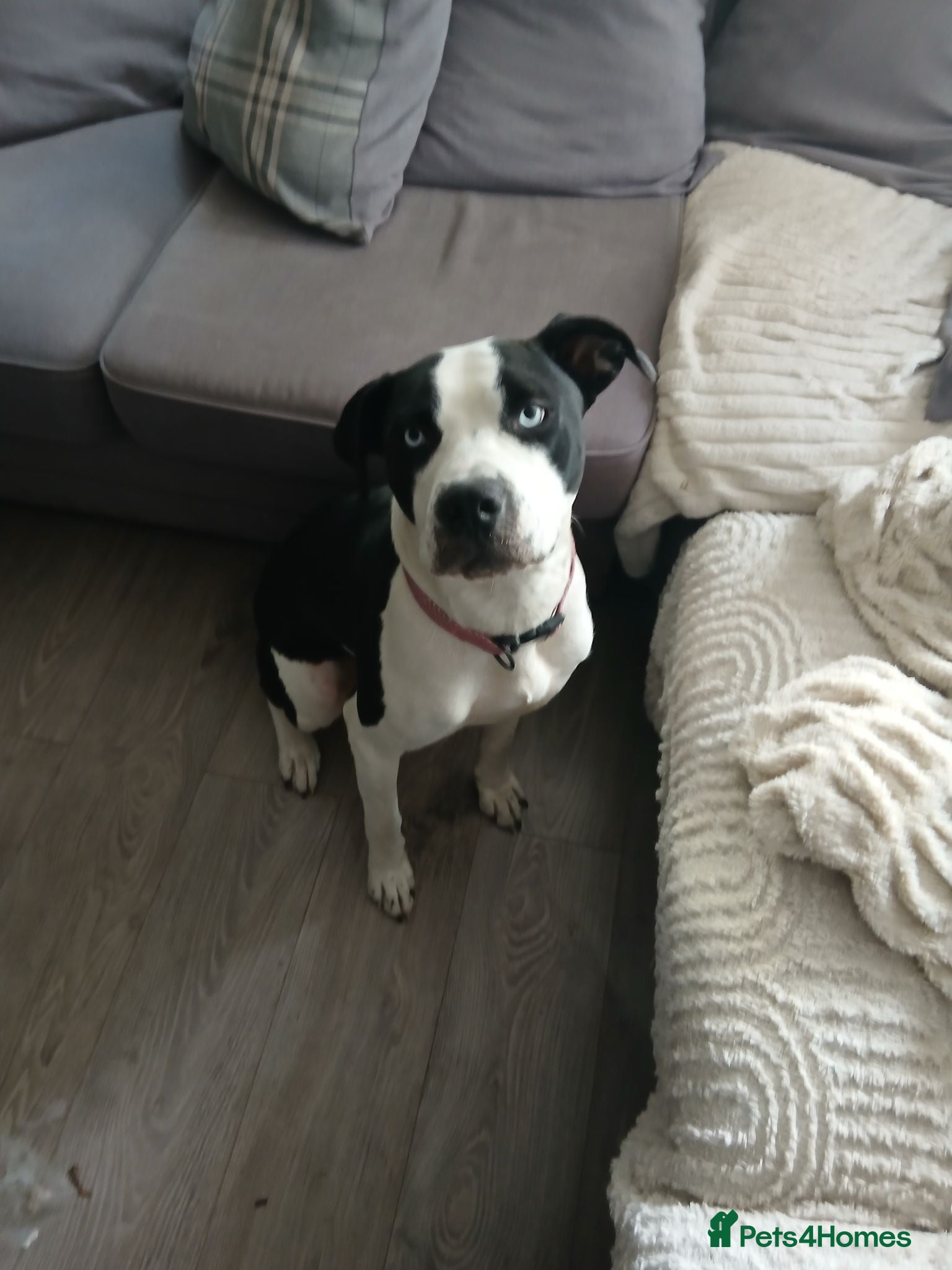 Mixed Breed dogs 2 year old boy for rehoming - Advert 1