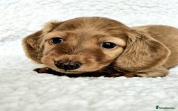 Miniature Dachshund dogs for sale: Lovely Longhaired Red Boy Available - Advert 3