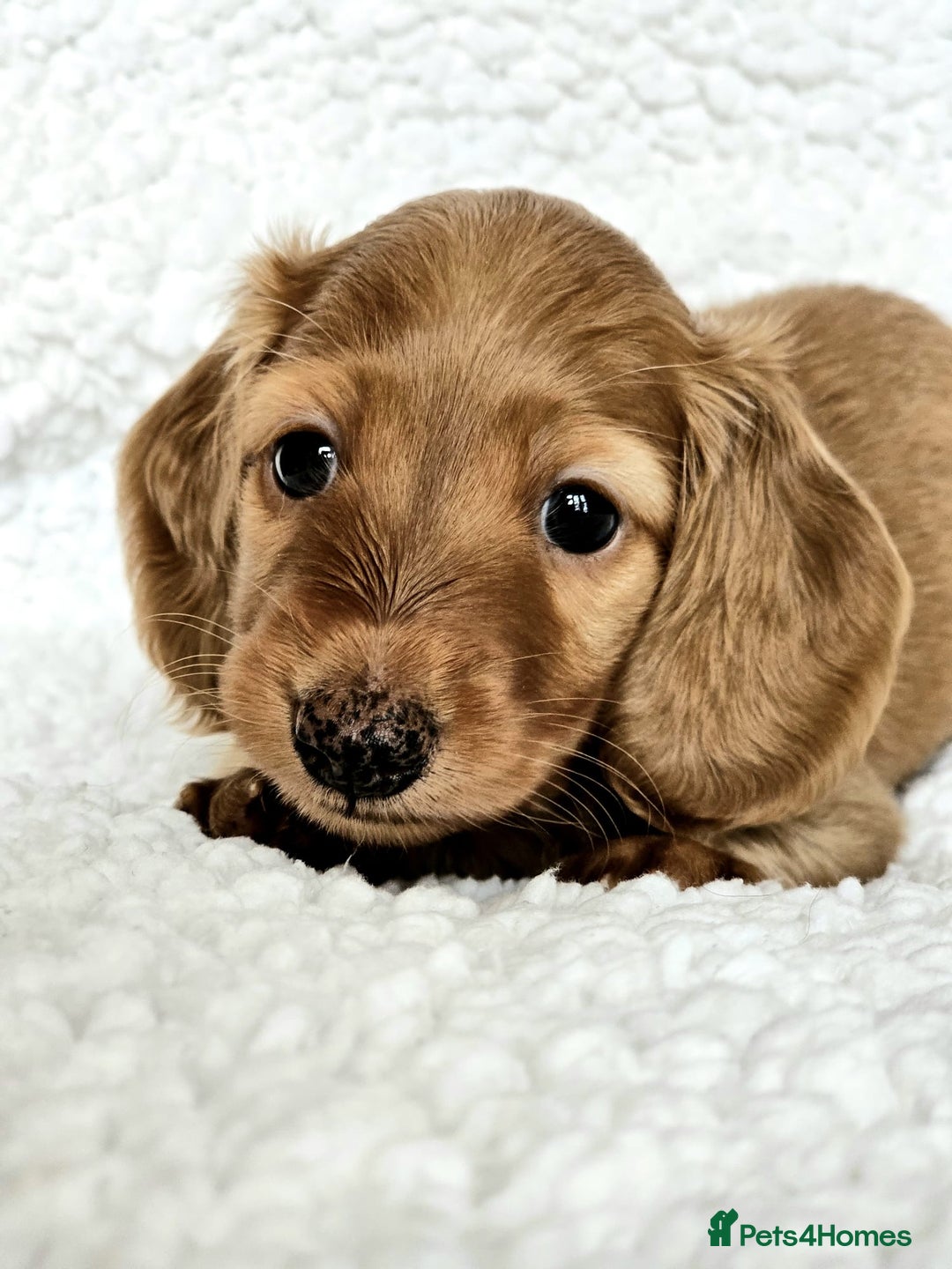 Miniature Dachshund dogs for sale: Lovely Longhaired Red Boy Available - Advert 3