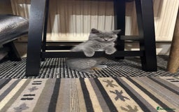 British Shorthair cats for sale: British Shorthair GCCF Registered Kittens  - Image 7