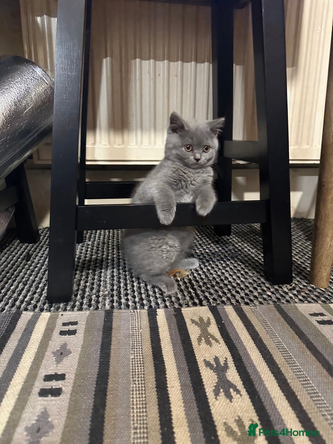 British Shorthair cats for sale: British Shorthair GCCF Registered Kittens  - Image 7