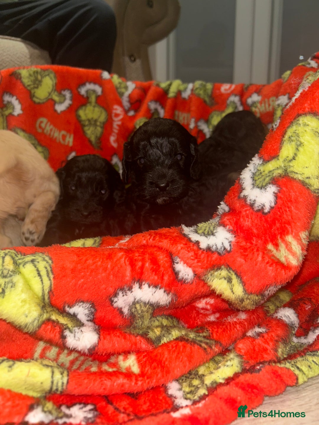 Cockapoo dogs for sale: F1 cockapoo puppies  - Advert 17