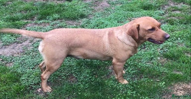 Labrador Retriever dogs - Advert 5