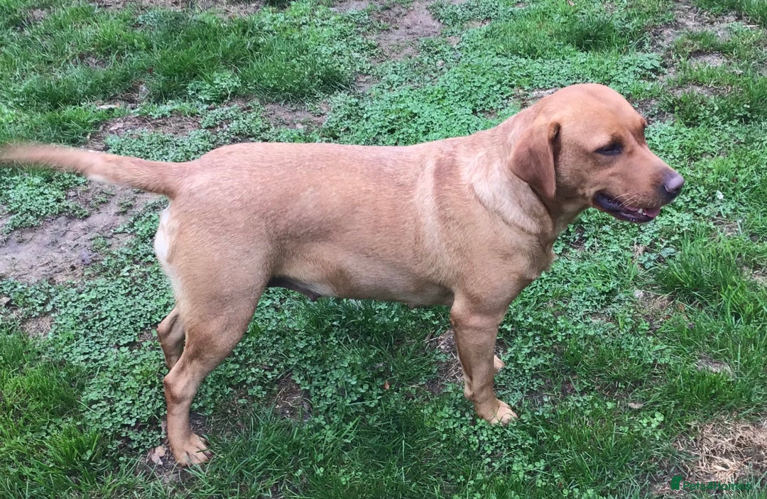 Labrador Retriever dogs for sale: Beautiful Working Labradors  - Image 2