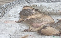 French Bulldog dogs for sale: Gorgeous french bulldogs - Image 4