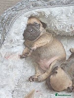 French Bulldog dogs Last 3 females left - Advert 11